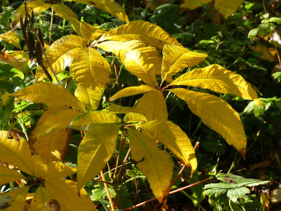 2020-10-24 Aesculus parviflora 1.jpg