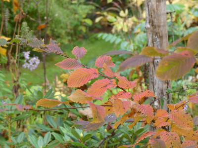 2020-10-24 Carpinus betulus 'Rockhampton Red' 2.jpg