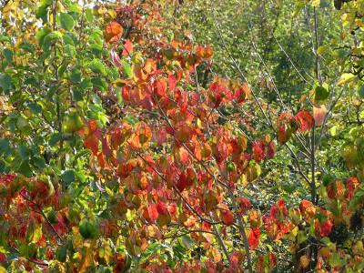 2020-10-24 Cornus florida 1.jpg