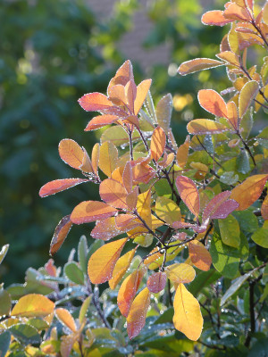 2020-10-24 Cotinus x obovatus 'Grace'.jpg