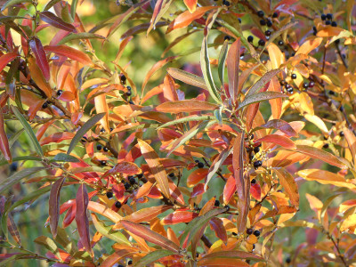 2020-10-24 Lindera angustifolia 2.jpg