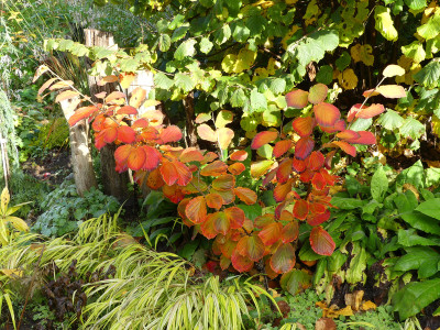 2020-10-24 Hamamelis 'Robert' 1.jpg
