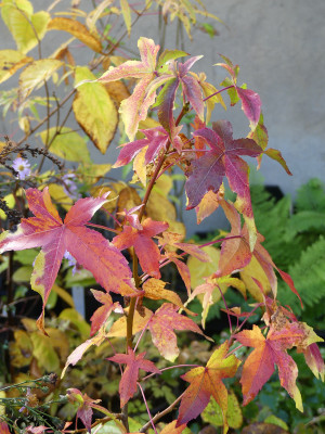 2020-10-24 Liquidambar 'Aurea'.jpg