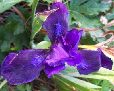 000_2288_Iris_von_Lis.jpg