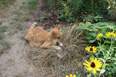 Katzen-Gras.JPG