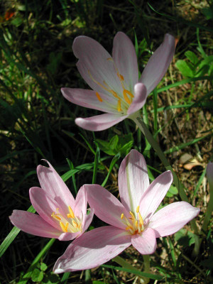 colchicum_autumnale_1.jpg