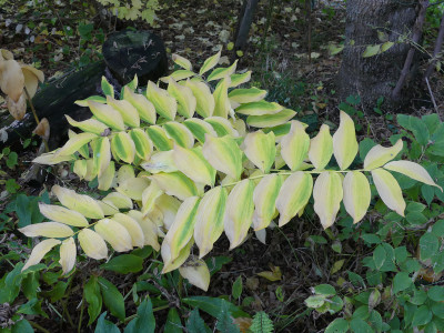 2020-10-24 Polygonatum 1.jpg