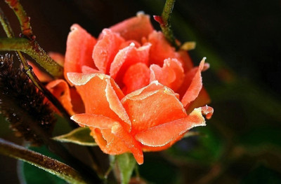 Rosa_Bridge_of_Sigh_4_24-12-2006_JANUAR.jpg