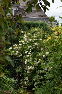 Rosa_multiflora_nana.20-1.jpg