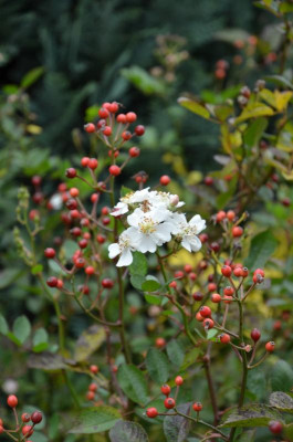 Rosa_multiflora_nana.15-5.jpg