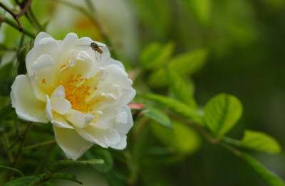 Rosa_Ghislaine_1_10-06-2007_APRIL.jpg