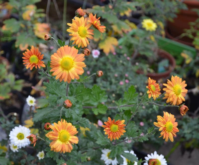 Chrysanthemum-Sämling-orange.20-1.jpg
