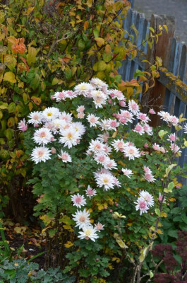 Chrysanthemum-Sämling.20-1.jpg