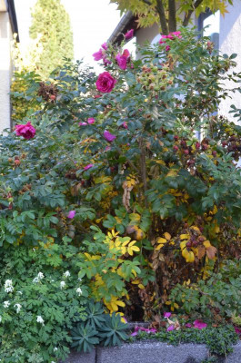Rose-MojeHammarberg-20-2.jpg