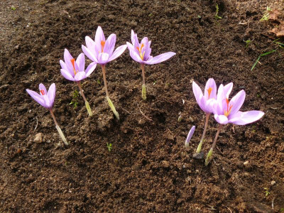 Crocus ligusticus.jpg