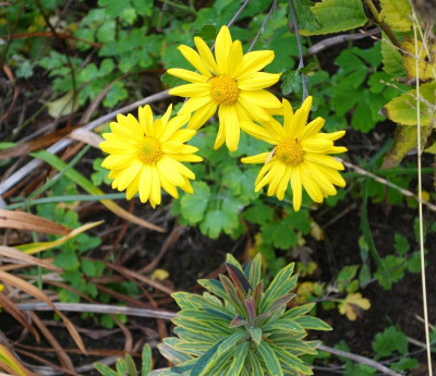 Chrysanthemum-Schaffhausen.15-1.jpg