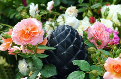 Rosa_Pinus_1_09-06-2007_JULI.jpg