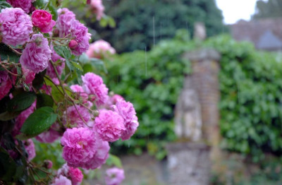 Rosa_X_Gerberoy_1_30-05-2007.jpg