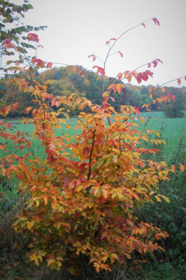 DSC_0291.JPG