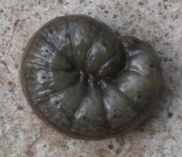 unbek_Wurm.jpg