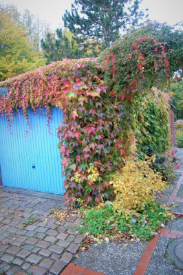 DSC_0302.JPG