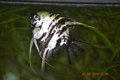 Aquariumbilder Feb 18 011.JPG