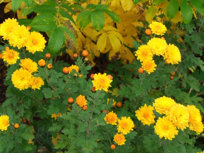 DSCF1317.jpg