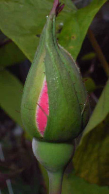 MB_10_07_Knospe.jpg