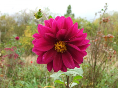 DSCF1267.JPG