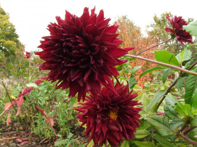 DSCF1261.JPG