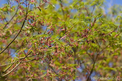 Acer_palmatum_Seiryu_6451_BGH10_800.jpg