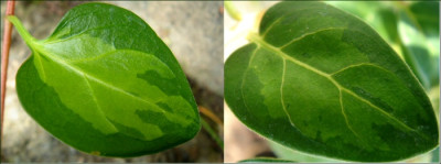 Vinca_major_Reticulata.jpg