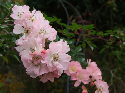 DSCF1329.JPG