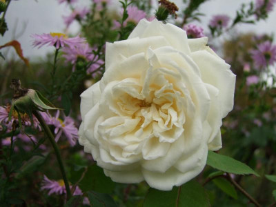 DSCF1283.JPG