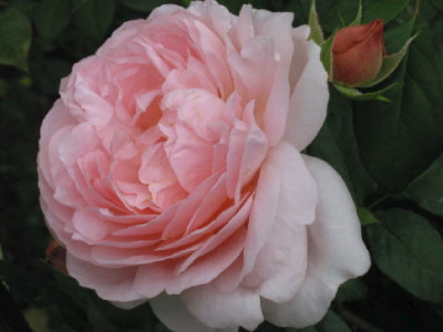 Ambridge_Rose_Anf_Oktober_07.jpg