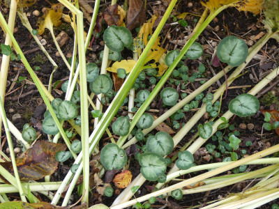 2020-10-25 Cyclamen coum.jpg