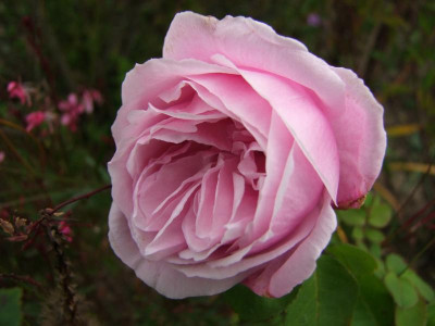 DSCF1286.JPG