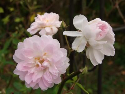 DSCF1343.JPG