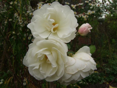 DSCF1336.JPG
