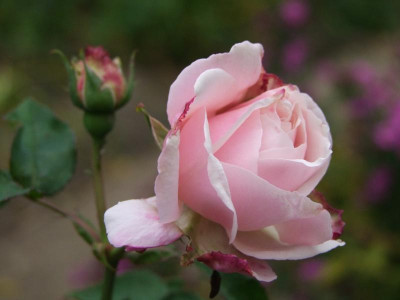 DSCF1237.JPG