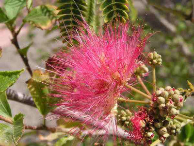 sept_albizia_9628.JPG