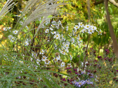2020-10-25 Aster 'Herbstmorgen' 1.jpg