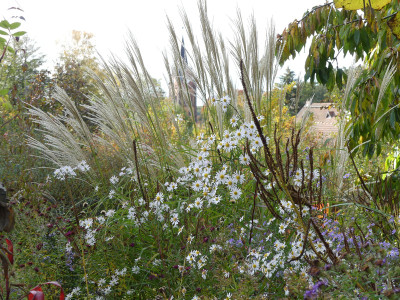 2020-10-25 Aster 'Herbstmorgen' 2.jpg