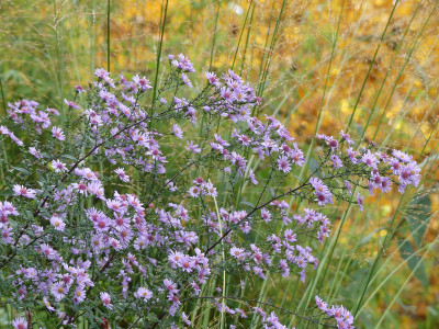 2020-10-25 Aster 'Nyx' 1.jpg