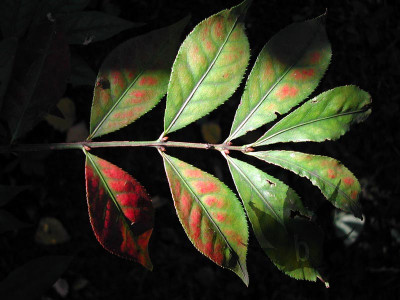euonymus_alatus_05.jpg