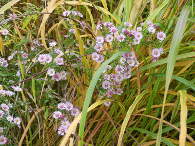 2020-10-25 Aster 'Pink Buttons'.jpg
