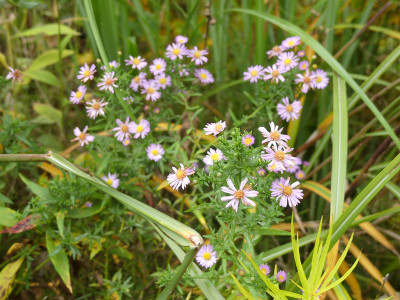 2020-10-25 Aster 'Zuckertorte'.jpg