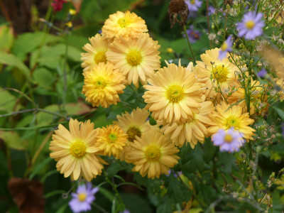 2020-10-25 Chrysanthemum 4.jpg
