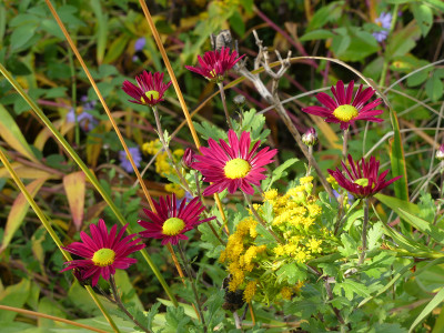 2020-10-25 Chrysanthemum 'Ahlemer Rote'.jpg