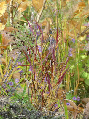 2020-10-25 Panicum 'Hot Rod' 1.jpg
